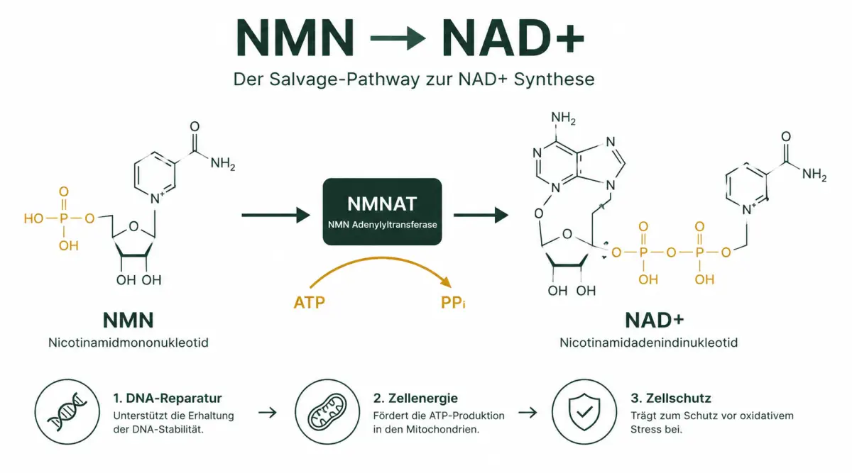 NMN NAD+ Biosynthese-Weg – Salvage-Pathway Grafik OH!S Lexikon