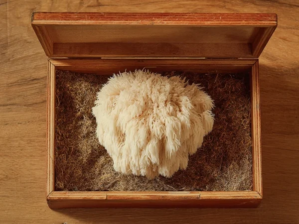 Lions Mane, Löwenmähne - Igel-Stachelbart